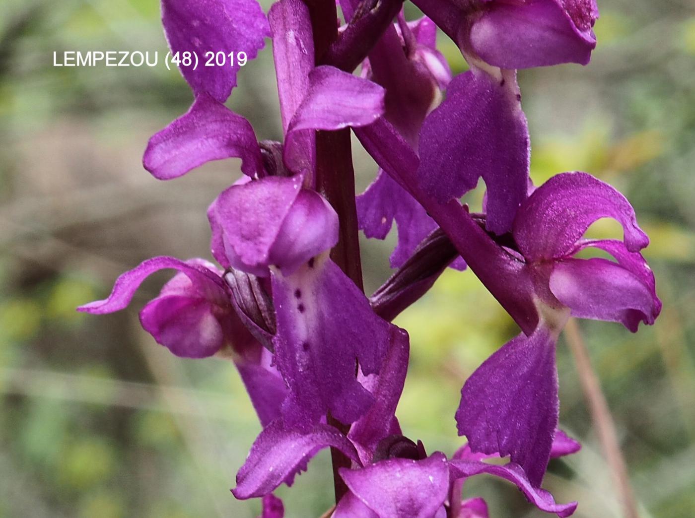 Orchid, Early Purple flower